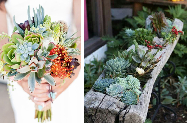 succulente (2)