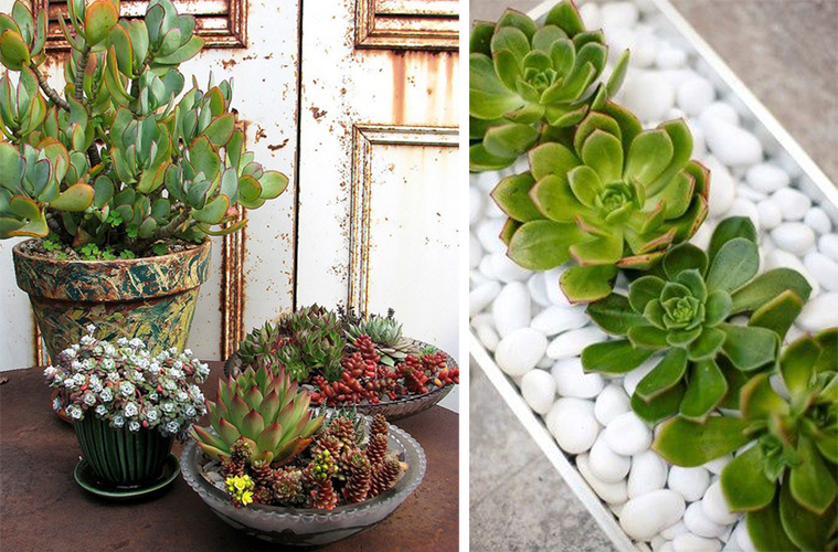 succulente (4)