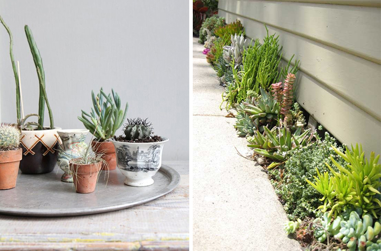 succulente (5)