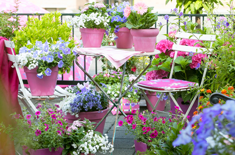 piante e fiori da esterno