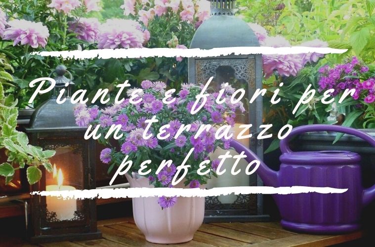 piante da terrazzo