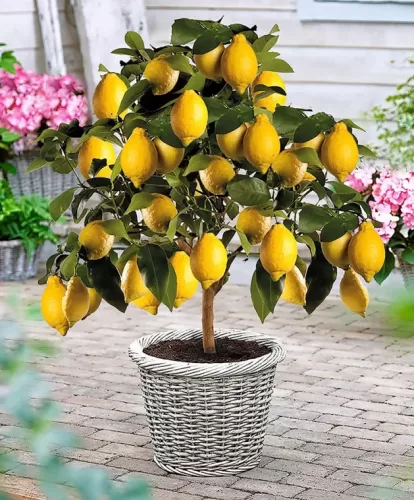 piante per abbellire un terrazzo